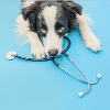 Veterinaria
